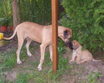 Mastiff Don Theo von der Villa Graf Mastiff Don Theo von der Villa Graf