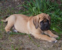 Mastiff Don Theo von der Villa Graf Mastiff Don Theo von der Villa Graf