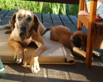 Mastiff Don Theo von der Villa Graf Mastiff Don Theo von der Villa Graf