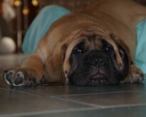 Mastiff Don Theo von der Villa Graf Mastiff Don Theo von der Villa Graf