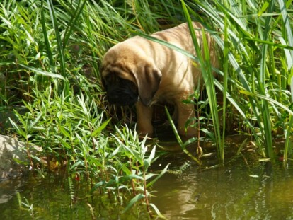 Mastiff Don Theo von der Villa Graf Mastiff Don Theo von der Villa Graf