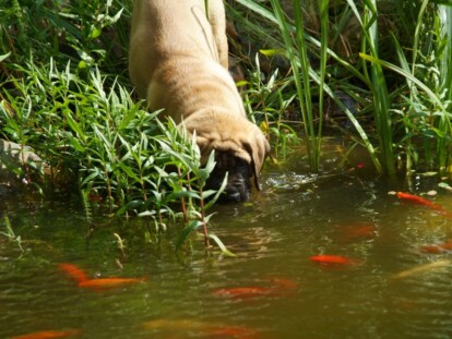 Mastiff Don Theo von der Villa Graf Mastiff Don Theo von der Villa Graf