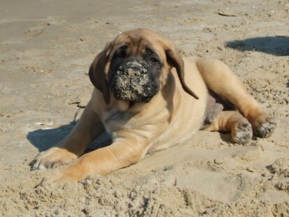 Mastiff Don Theo von der Villa Graf Mastiff Don Theo von der Villa Graf