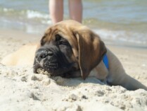Mastiff Don Theo von der Villa Graf Mastiff Don Theo von der Villa Graf