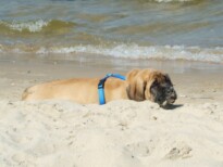 Mastiff Don Theo von der Villa Graf Mastiff Don Theo von der Villa Graf