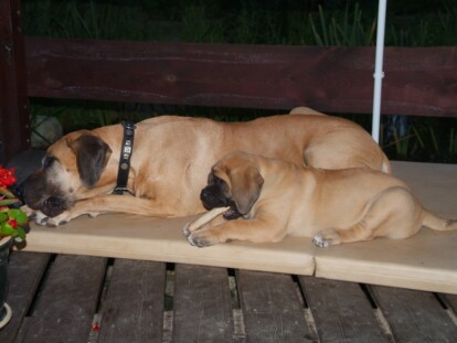 Mastiff Don Theo von der Villa Graf Mastiff Don Theo von der Villa Graf