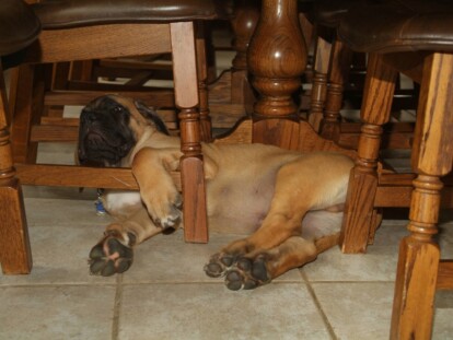 Mastiff Don Theo von der Villa Graf Mastiff Don Theo von der Villa Graf