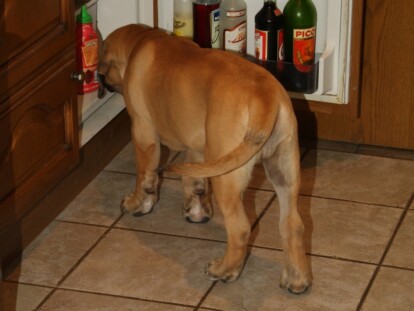 Mastiff Don Theo von der Villa Graf Mastiff Don Theo von der Villa Graf