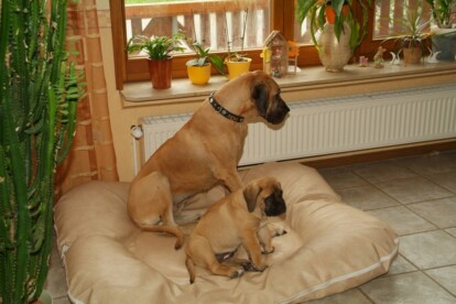 Mastiff Don Theo von der Villa Graf Mastiff Don Theo von der Villa Graf