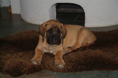 Mastiff Don Theo von der Villa Graf Mastiff Don Theo von der Villa Graf