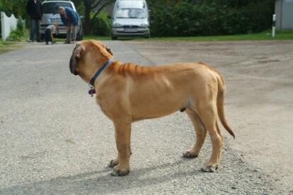 Mastiff Don Theo von der Villa Graf Mastiff Don Theo von der Villa Graf