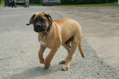Mastiff Don Theo von der Villa Graf Mastiff Don Theo von der Villa Graf