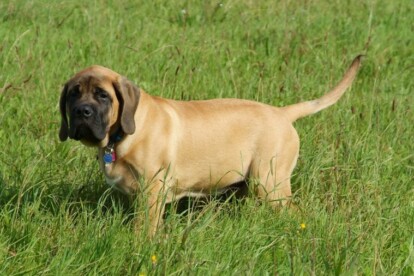 Mastiff Don Theo von der Villa Graf Mastiff Don Theo von der Villa Graf