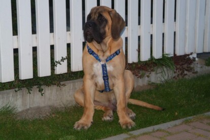 Mastiff Don Theo von der Villa Graf Mastiff Don Theo von der Villa Graf