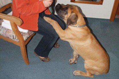 Mastiff Don Theo von der Villa Graf Mastiff Don Theo von der Villa Graf