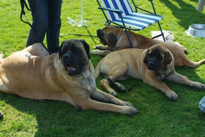Mastiff Don Theo von der Villa Graf Mastiff Don Theo von der Villa Graf