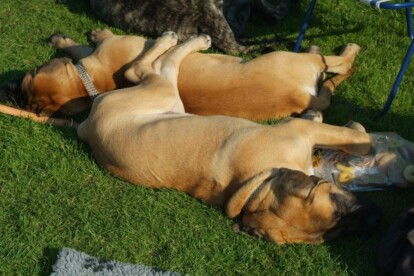 Mastiff Don Theo von der Villa Graf Mastiff Don Theo von der Villa Graf