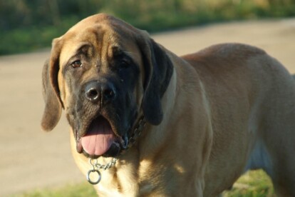 Mastiff Don Theo von der Villa Graf Mastiff Don Theo von der Villa Graf