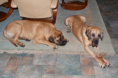Mastiff Don Theo von der Villa Graf Mastiff Don Theo von der Villa Graf
