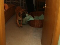 Mastiff Don Theo von der Villa Graf Mastiff Don Theo von der Villa Graf