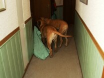 Mastiff Don Theo von der Villa Graf Mastiff Don Theo von der Villa Graf