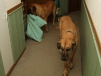 Mastiff Don Theo von der Villa Graf Mastiff Don Theo von der Villa Graf