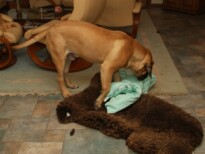 Mastiff Don Theo von der Villa Graf Mastiff Don Theo von der Villa Graf