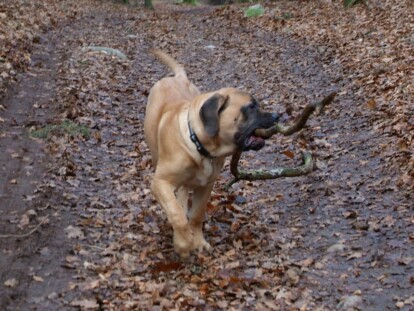 Mastiff Don Theo von der Villa Graf Mastiff Don Theo von der Villa Graf
