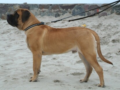 Mastiff Don Theo von der Villa Graf Mastiff Don Theo von der Villa Graf