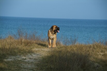 Mastiff Don Theo von der Villa Graf Mastiff Don Theo von der Villa Graf