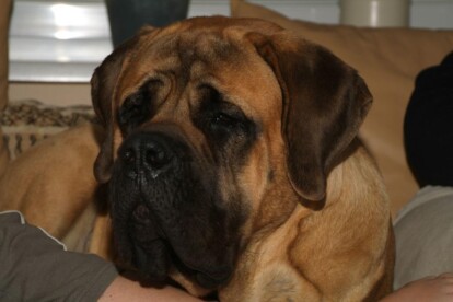 Mastiff Don Theo von der Villa Graf Mastiff Don Theo von der Villa Graf