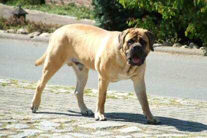 Mastiff Don Theo von der Villa Graf Mastiff Don Theo von der Villa Graf