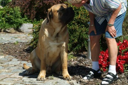 Mastiff Don Theo von der Villa Graf Mastiff Don Theo von der Villa Graf