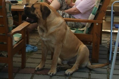 Mastiff Don Theo von der Villa Graf Mastiff Don Theo von der Villa Graf
