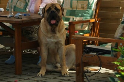Mastiff Don Theo von der Villa Graf Mastiff Don Theo von der Villa Graf
