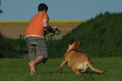 Mastiff Don Theo von der Villa Graf Mastiff Don Theo von der Villa Graf