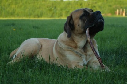 Mastiff Don Theo von der Villa Graf Mastiff Don Theo von der Villa Graf