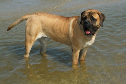 Mastiff Don Theo von der Villa Graf Mastiff Don Theo von der Villa Graf