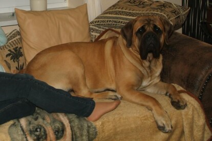 Mastiff Don Theo von der Villa Graf Mastiff Don Theo von der Villa Graf