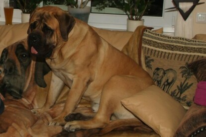 Mastiff Don Theo von der Villa Graf Mastiff Don Theo von der Villa Graf