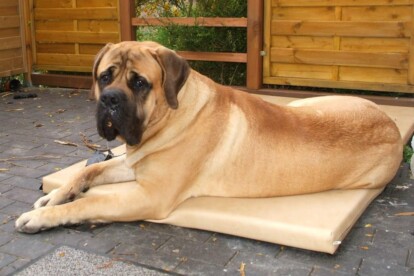 Mastiff Don Theo von der Villa Graf Mastiff Don Theo von der Villa Graf