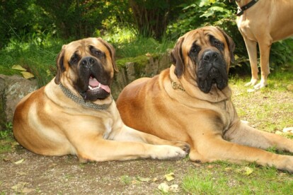 Mastiff Don Theo von der Villa Graf Mastiff Don Theo von der Villa Graf