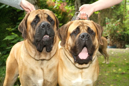 Mastiff Don Theo von der Villa Graf Mastiff Don Theo von der Villa Graf
