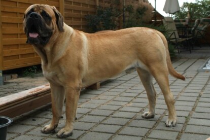 Mastiff Don Theo von der Villa Graf Mastiff Don Theo von der Villa Graf
