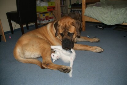 Mastiff Don Theo von der Villa Graf Mastiff Don Theo von der Villa Graf