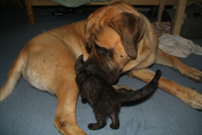 Mastiff Don Theo von der Villa Graf Mastiff Don Theo von der Villa Graf