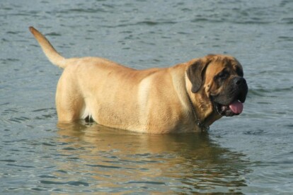 Mastiff Don Theo von der Villa Graf Mastiff Don Theo von der Villa Graf