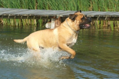 Mastiff Don Theo von der Villa Graf Mastiff Don Theo von der Villa Graf