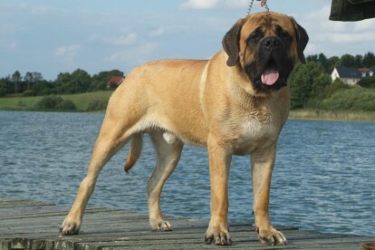 Mastiff Don Theo von der Villa Graf Mastiff Don Theo von der Villa Graf