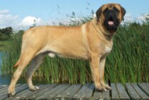 Mastiff Don Theo von der Villa Graf Mastiff Don Theo von der Villa Graf